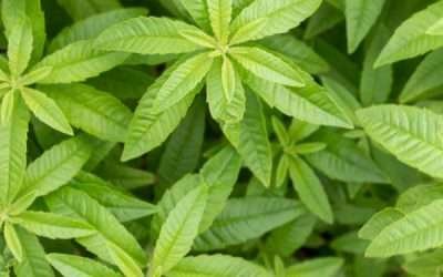 Cooling Herbs for Summer in Cyprus