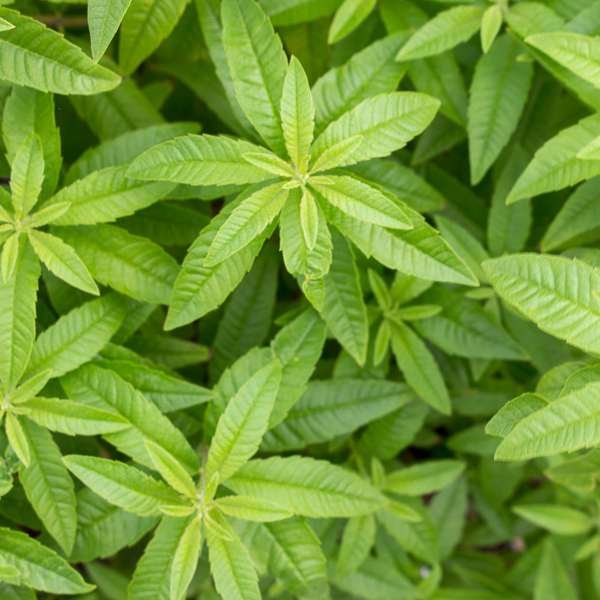 Cooling Herbs for Summer in Cyprus