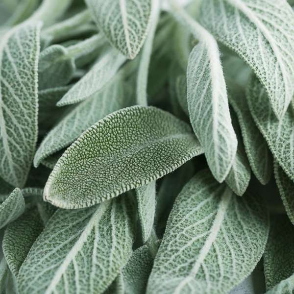 Sage - Image 2
