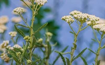 Discover the Ancient Wisdom & Medicine of Yarrow