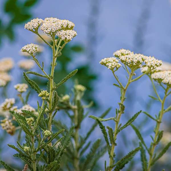 Discover the Ancient Wisdom & Medicine of Yarrow