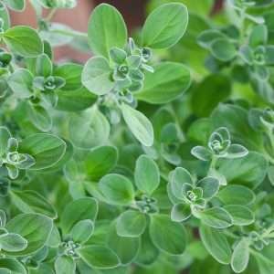 Marjoram