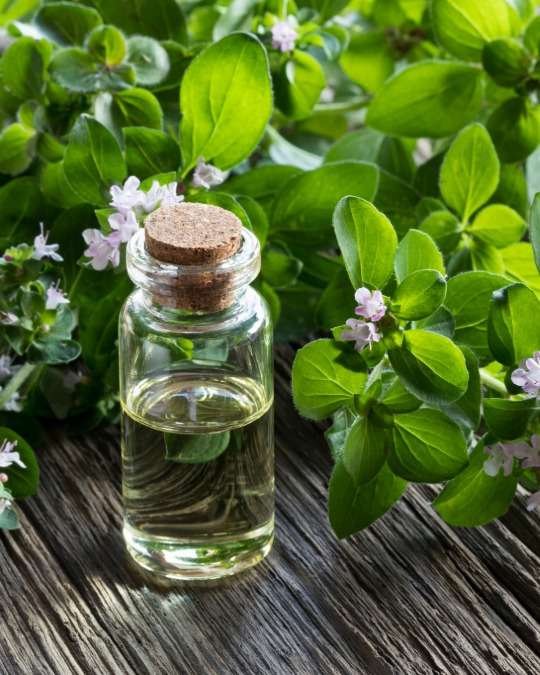 Oregano Essential Oil Benefits and Uses