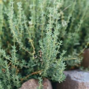 Thyme tea