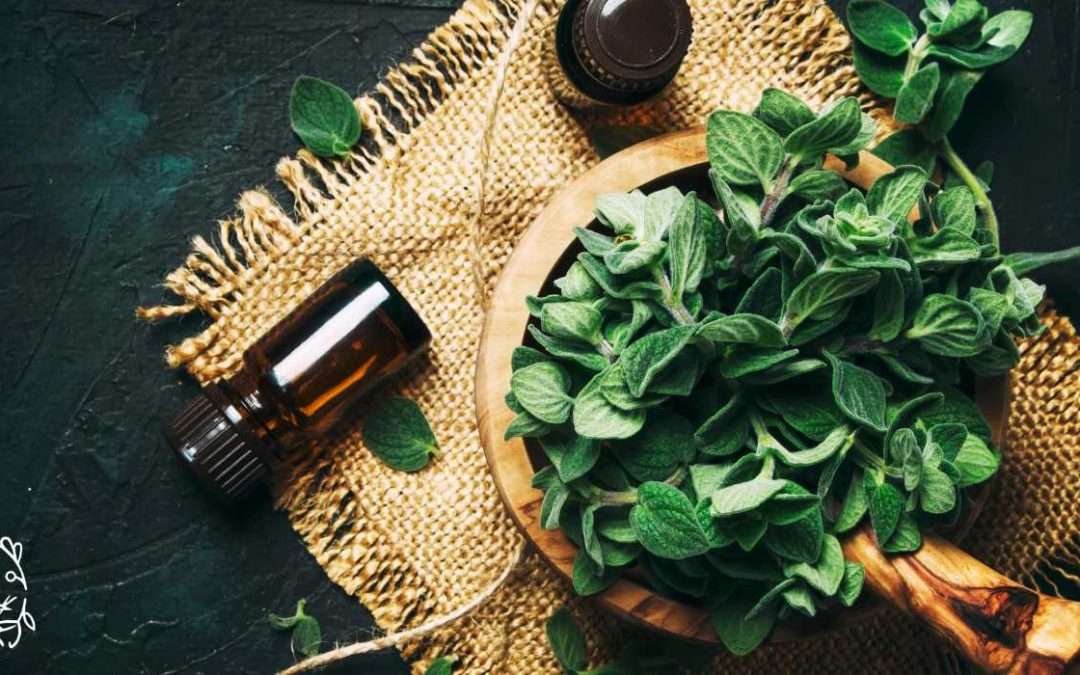 Winter Wellness: Cypriot Herbs for Tea, Oil & Tincture