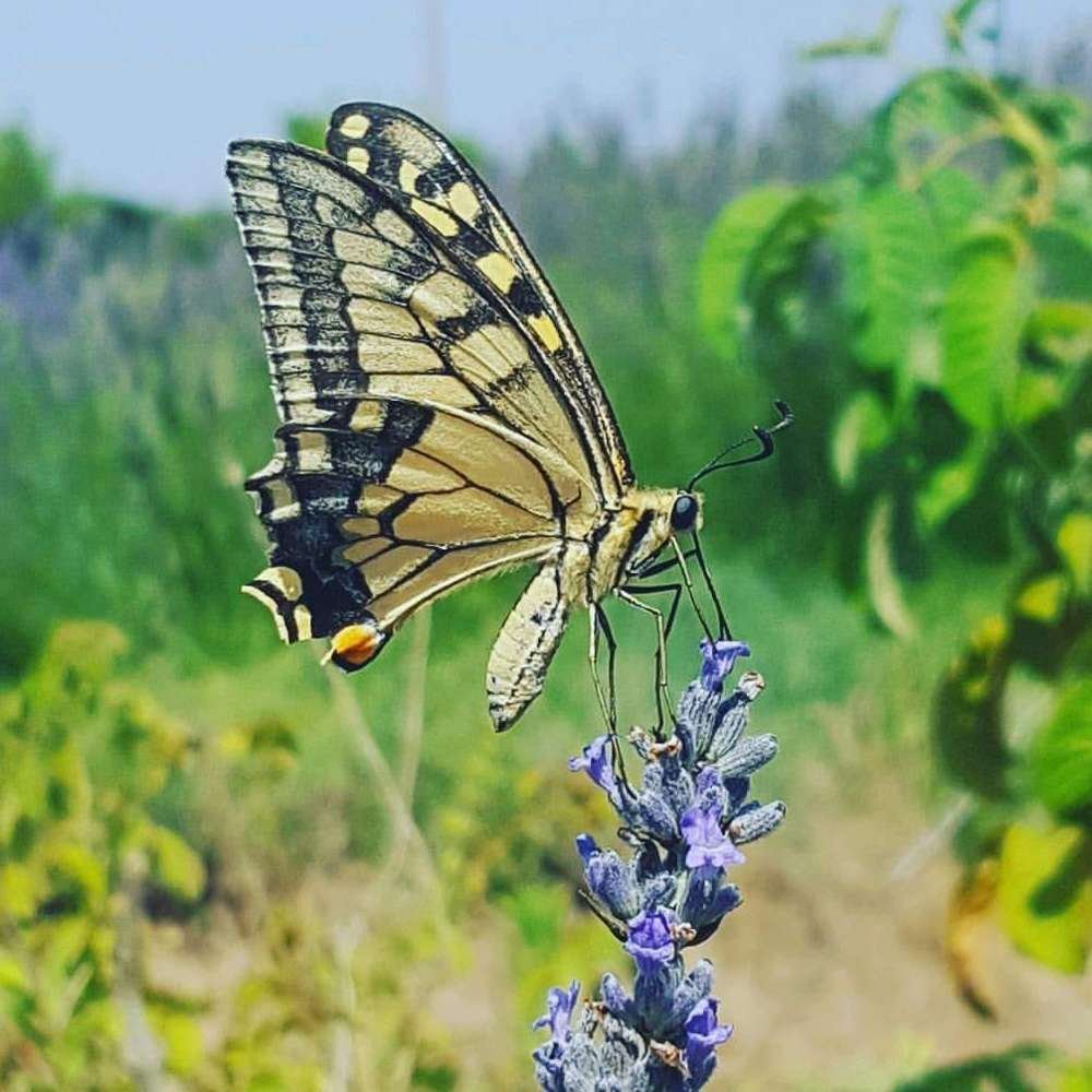 Helping Swallowtail Butterflies Thrive at Cyherbia