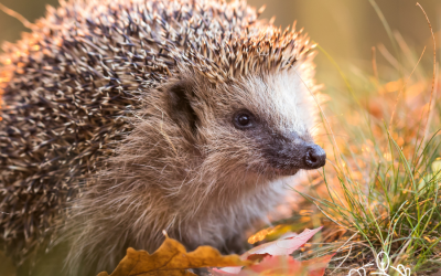 Wildlife of Cyprus at Cyherbia Botanical Park