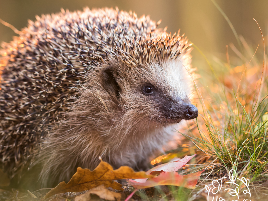 Wildlife of Cyprus at Cyherbia Botanical Park