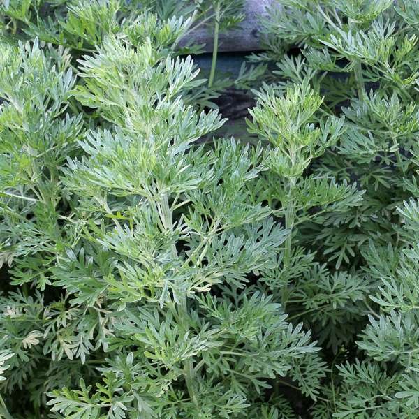 Wormwood tea - Image 2