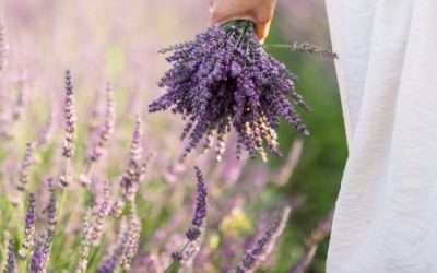 Lavender Benefits and Uses: Essential Oil, Tea and Skincare Guide