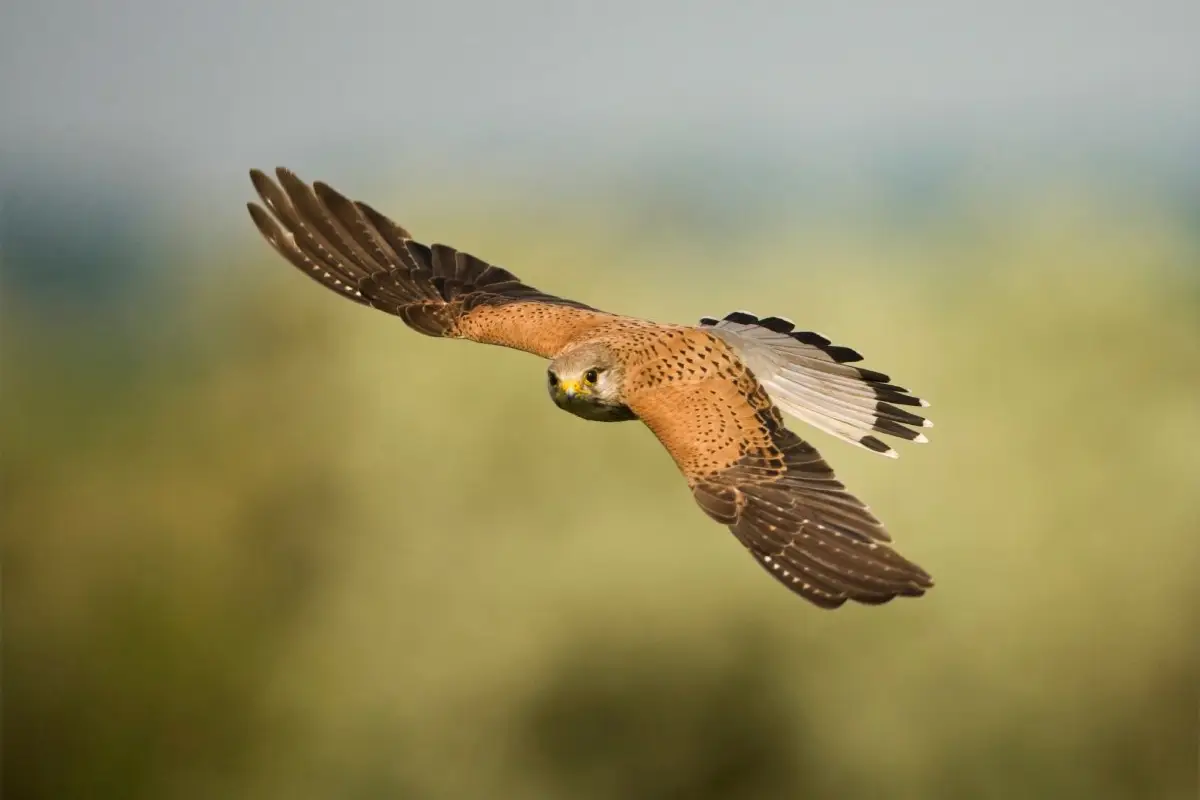 Common Kestrel