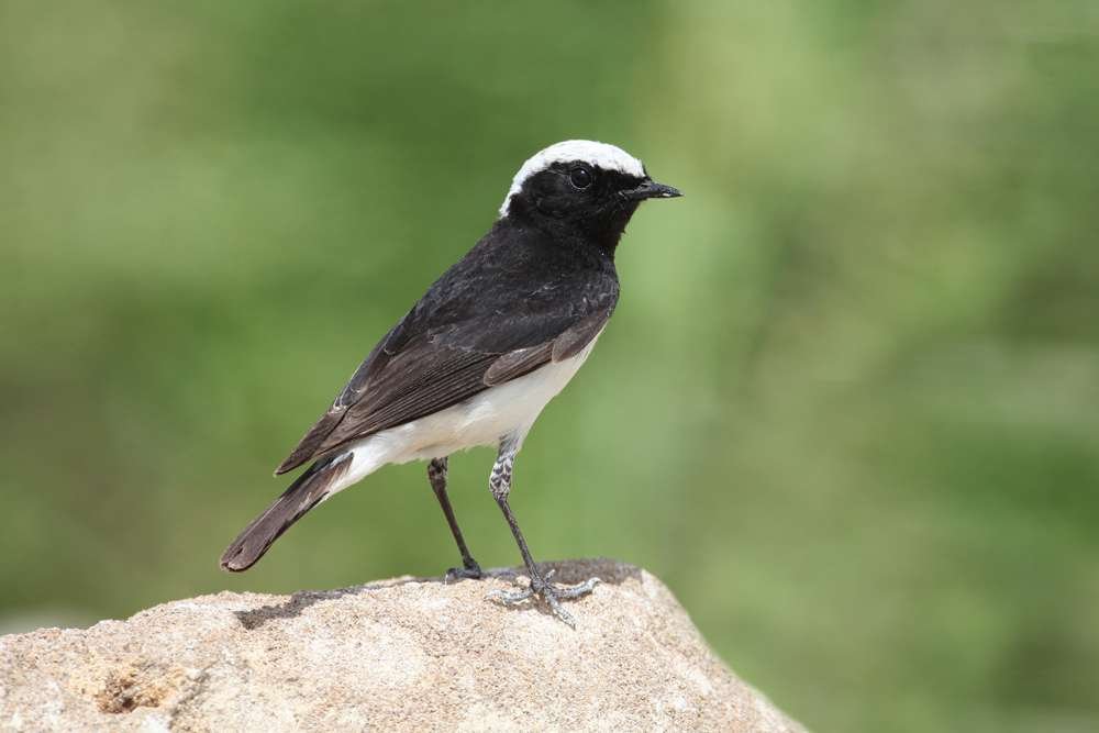 Cyprus-Wheatear
