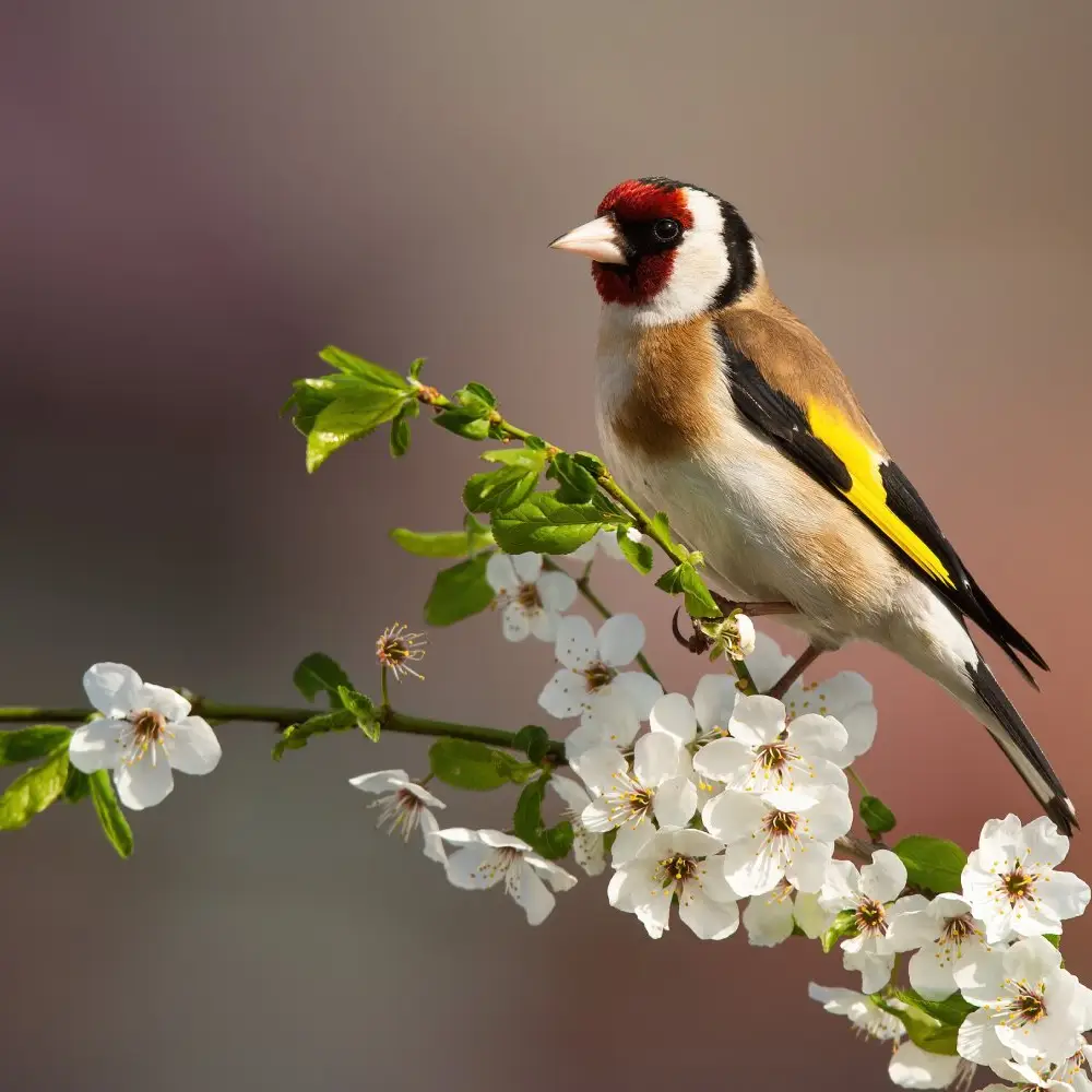 Goldfinch