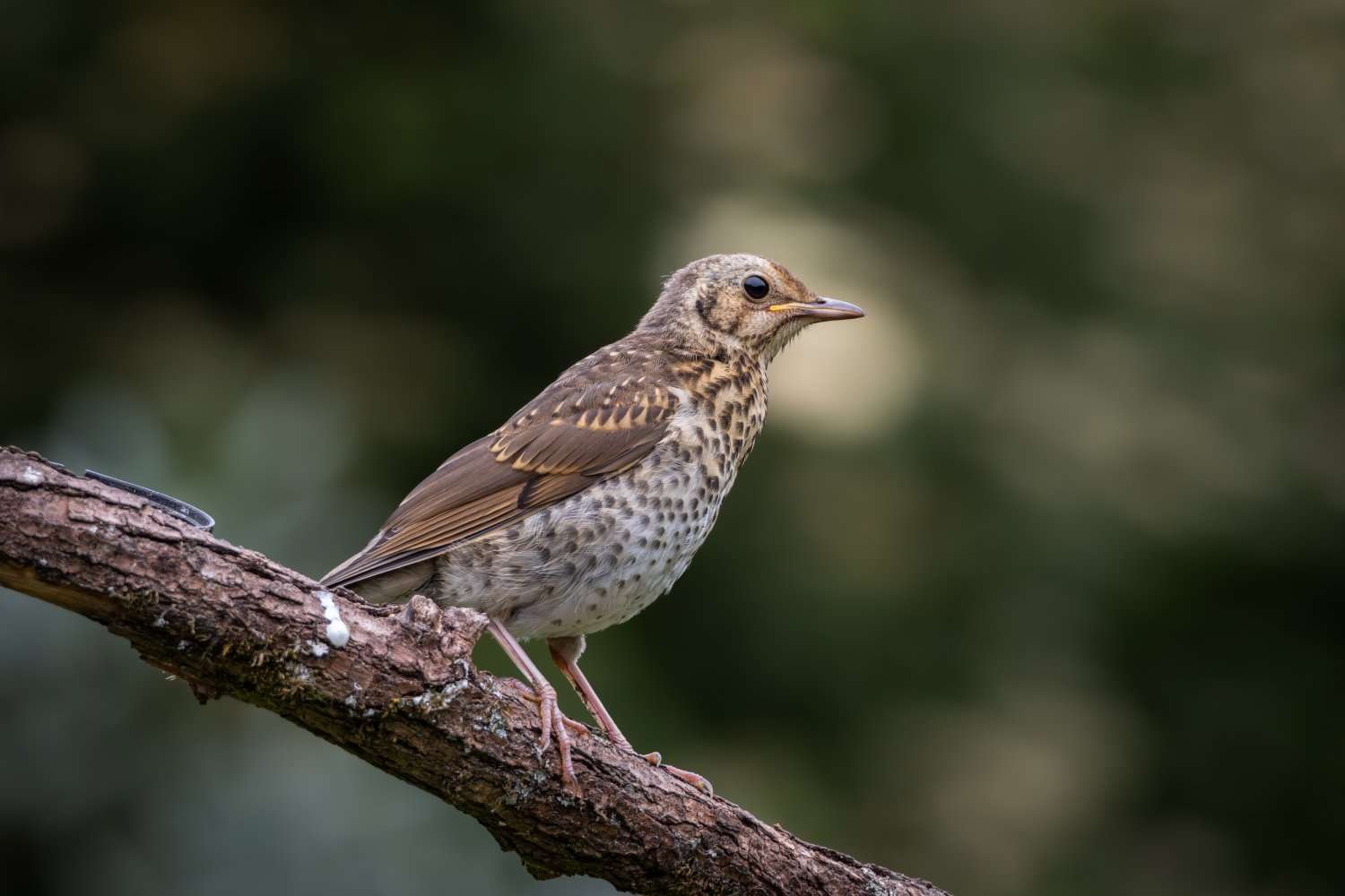 Juvenile Song Thrush Close Up Portrait with Spotted Plumage