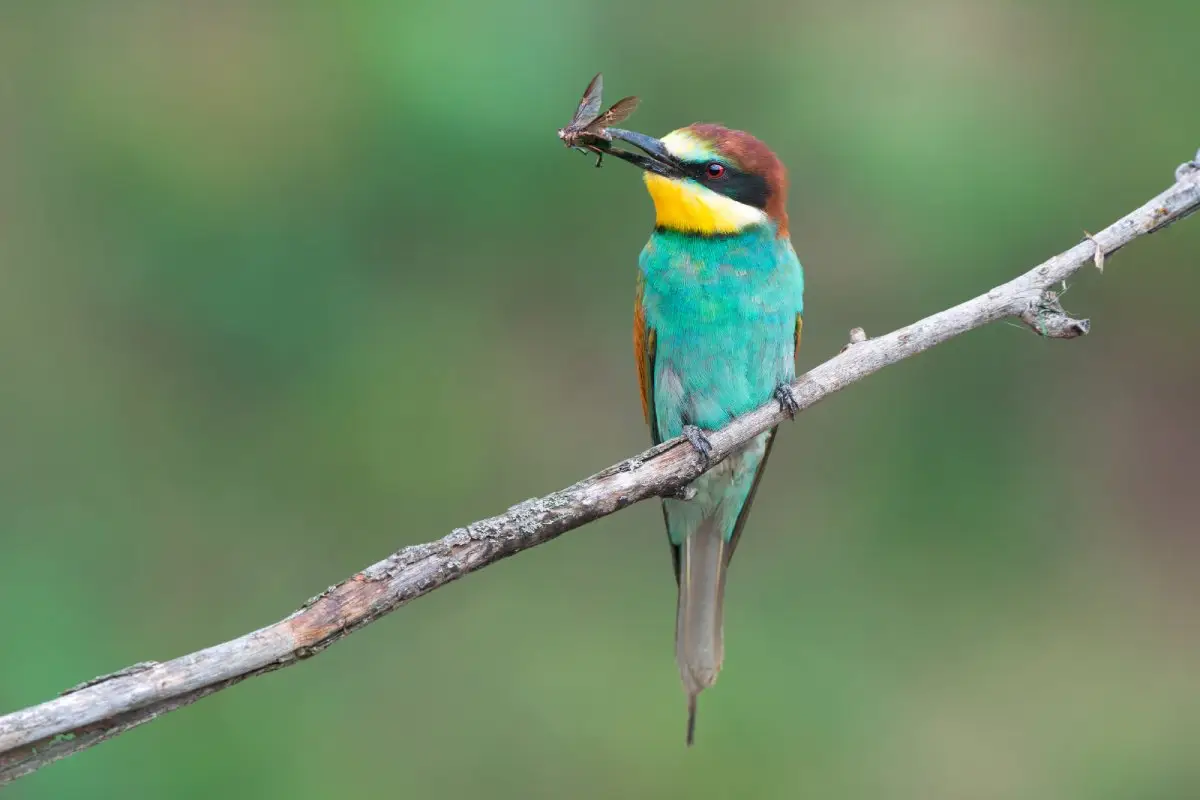 Bee eater