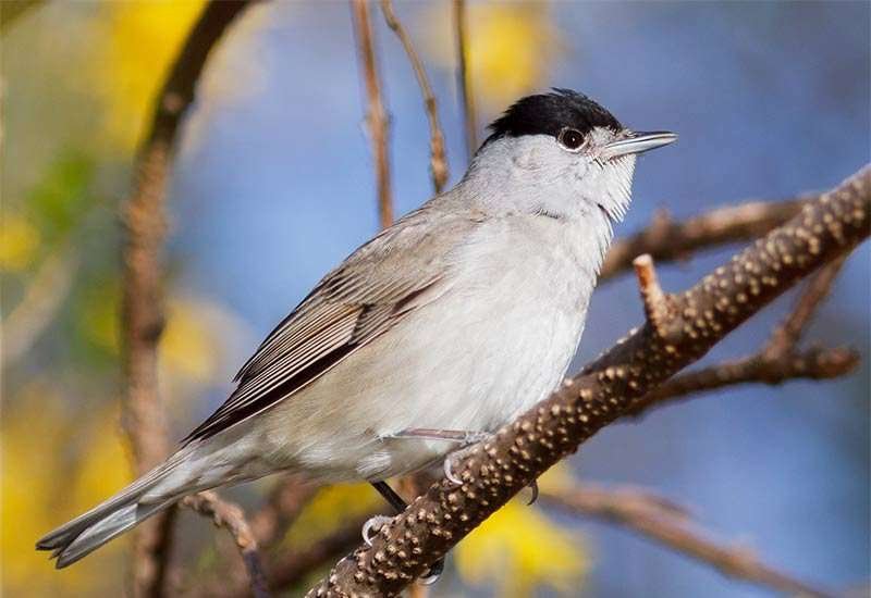 Eurasian blackcap