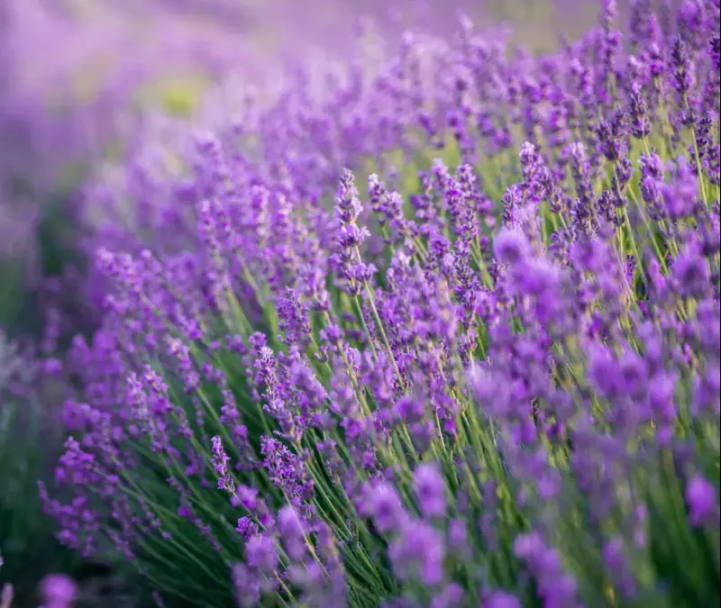 Lavender