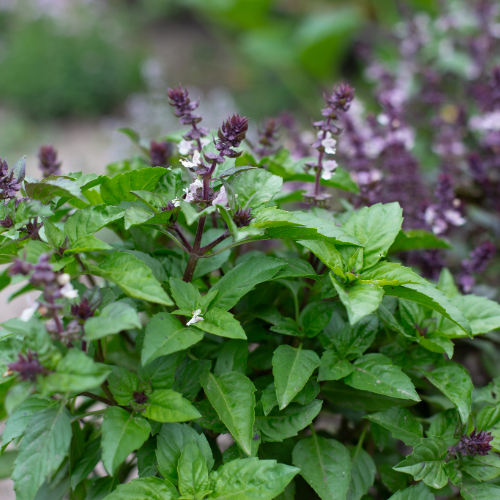 basil