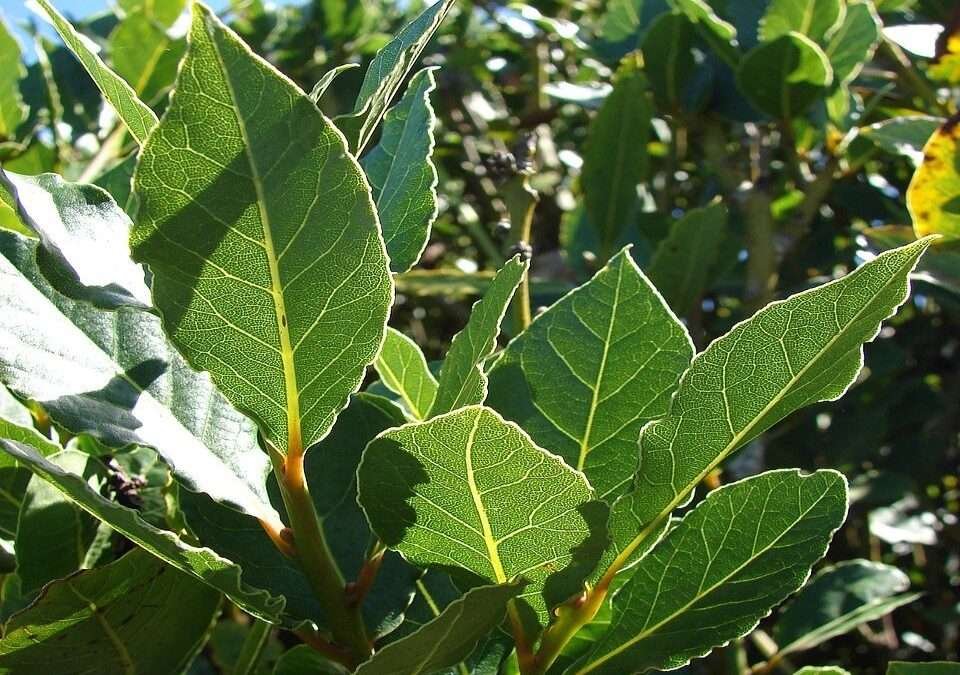 Bay Laurel