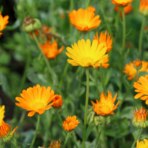 calendula calendula