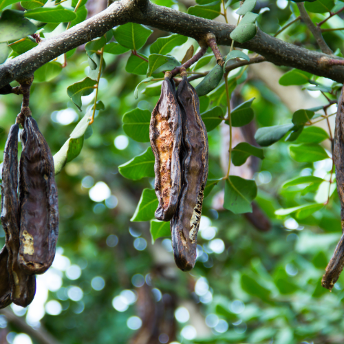 carob