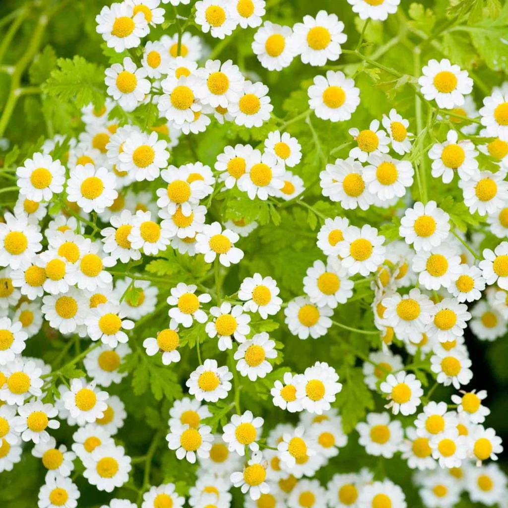 Chamomile