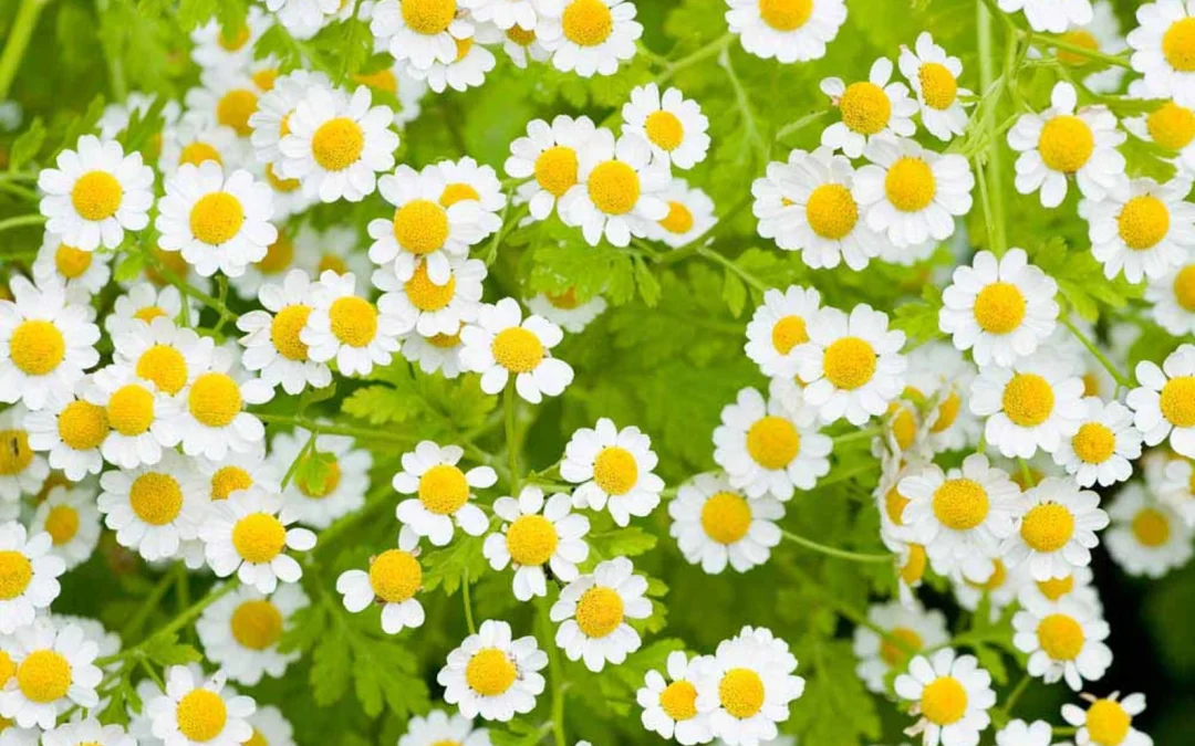 Chamomile