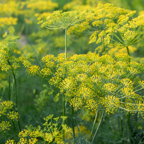 fennel
