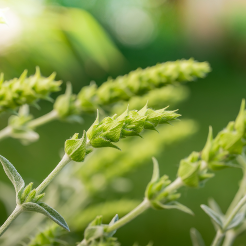ironwort