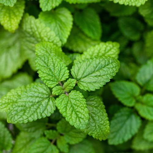 lemon balm
