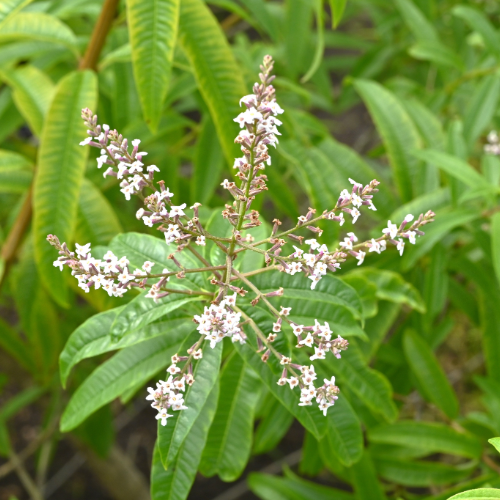 lemon verbena