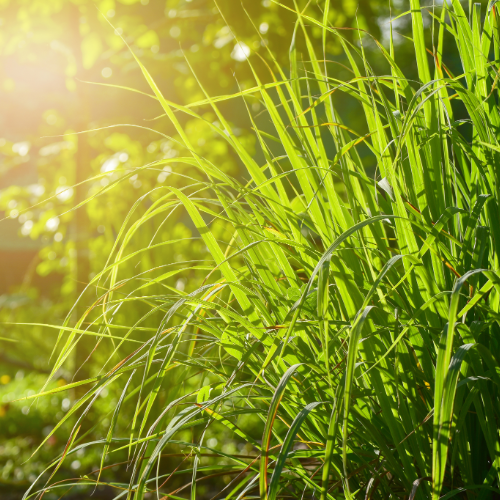 lemongrass