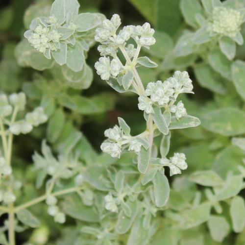 oregano