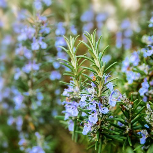 Rosemary